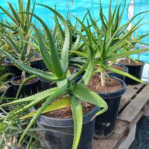 Aloe camperi, commonly known as Popcorn Aloe is one of the few that has verdant green leaves. This u