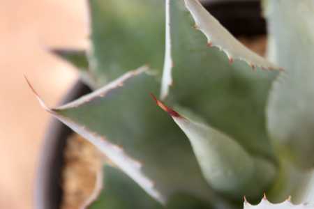 A beautiful small, solitary and slowly clumping Agave. It has broad gray leaves that form an open sy