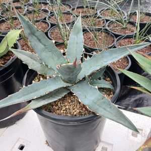 In a nod to one of Agave xylonocantha's most striking features it used to be named after the teeth o