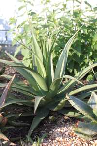 The Agave bracteosa var. Mateo is upright growing to about 2 feet tall and wide with solitary rosett