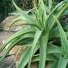 Commonly grown, Aloe vanbalenii is one of the most beautiful and distinctive aloes, with its long, t