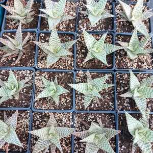 A hybrid Aloe created by Kelly Griffin, using the genetics of Aloe deltoideodonta. Its compact roset