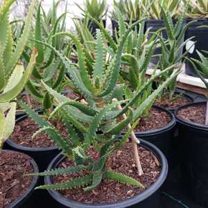 Aloe dawei (Dawe’s Aloe) from Uganda has clumping, upright clusters of elongated succulent stems tha