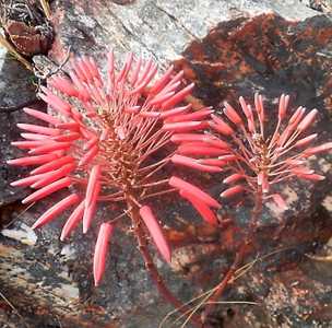 Aloe comptonii is one of the larger creeping aloe species from S. Africa. This species is a moderate