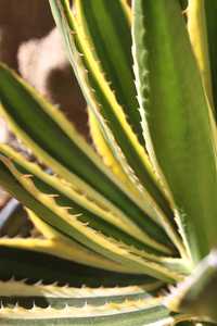 Agave lophantha 'Quadricolor' makes a dazzling specimen either in a container or in the ground. This