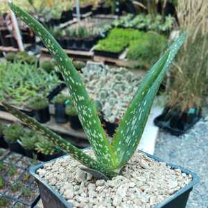 Aloe camperi 'Cornuta'is the spotted version of the standard form. This unusual African Aloe forms r